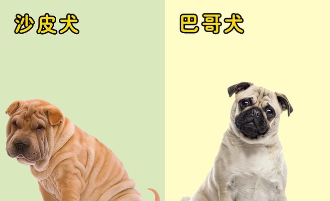 沙皮狗性格特点揭秘（沙皮狗的倔强与温顺相结合）