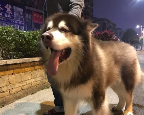狗体内弓形虫寄生的位置与影响（探究狗身上弓形虫的藏身之处及其对狗健康的影响）