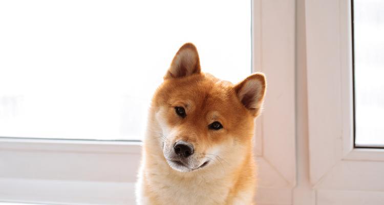 萨摩犬为什么会吐舌头？（探寻萨摩犬吐舌头的原因和意义）