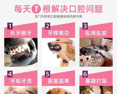 小狗什么时候开始用咬胶？（了解小狗咬胶习惯的关键时刻）