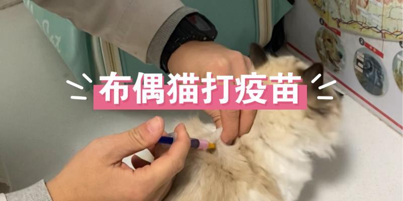 猫咪健康之路（疫苗保护猫咪免受疾病侵害的关键）