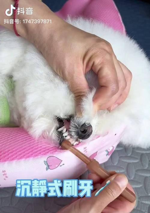 狗狗的口腔健康从刷牙开始（探讨狗狗刷牙的必要性及最佳时间）