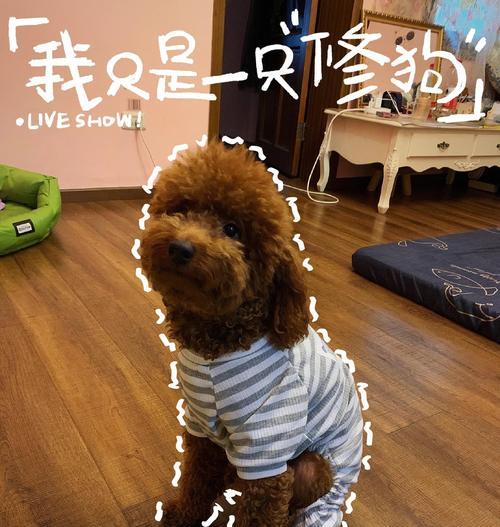如何正确饲养泰迪犬？（掌握泰迪犬的饲养技巧，打造幸福的宠物生活）