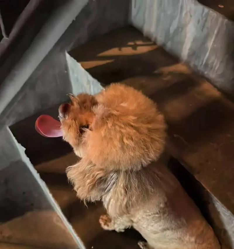 泰迪宝宝何时开始长牙？（泰迪幼犬长牙的周期和注意事项）