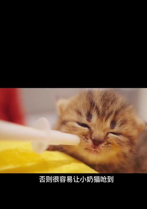 猫咪喝奶的时间究竟多久合适？（揭秘猫咪喝奶的最佳时机和频率）