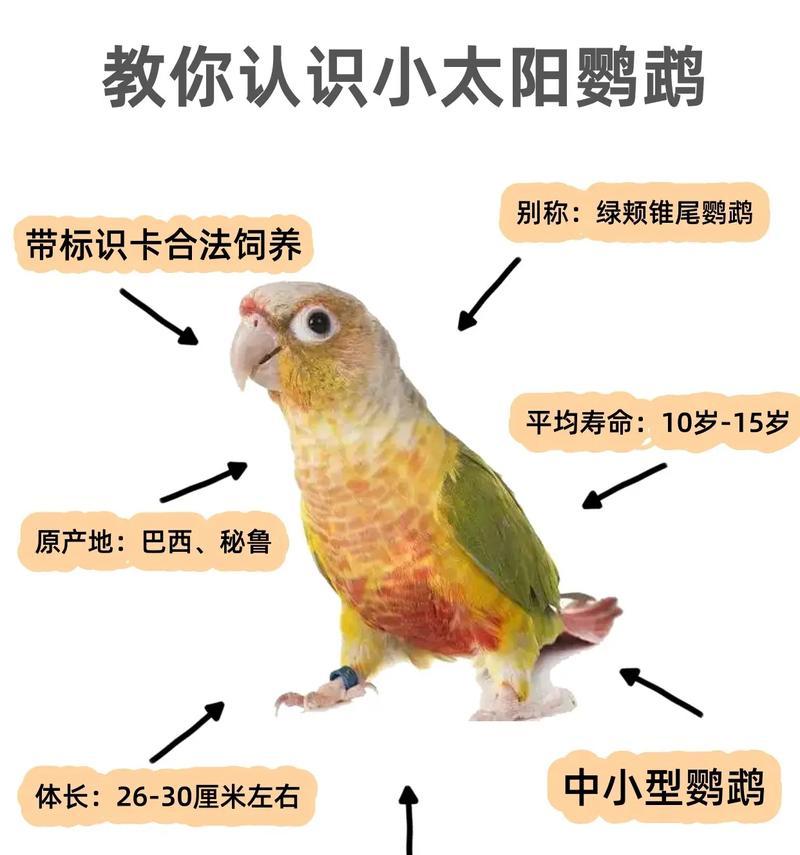 国内可饲养的鹦鹉种类大全（探索适合国内饲养的鹦鹉品种及其特点）