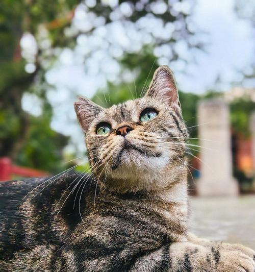 可爱猫咪的魅力（探索猫咪的可爱之处）