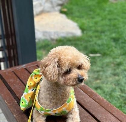 如何帮助家中瘸腿的泰迪犬恢复行动能力（探索泰迪犬瘸腿的原因和治疗方法）