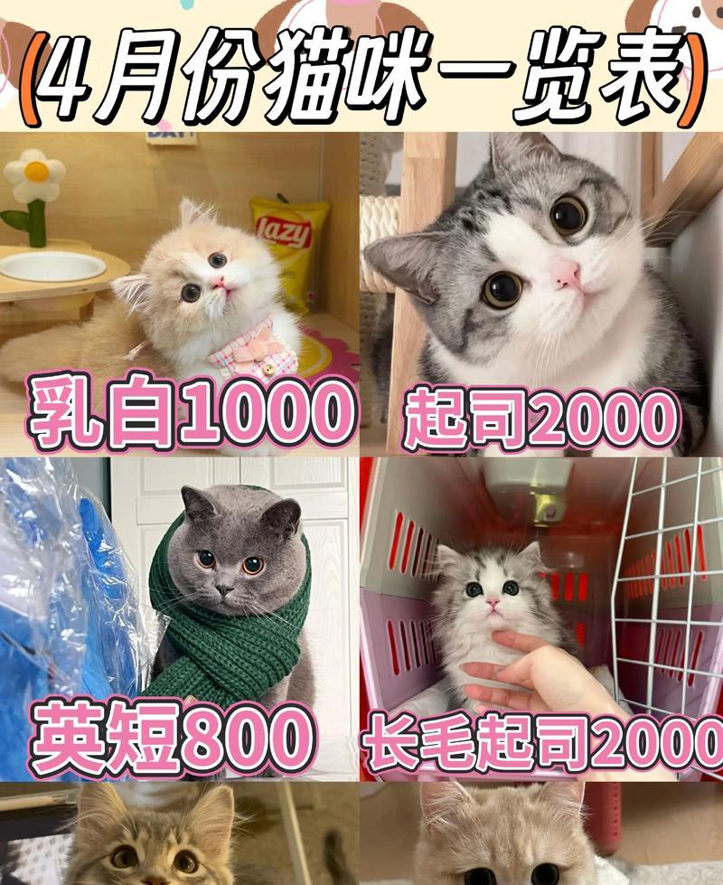 如何选一只健康的小猫？（判断猫咪是否健康的方法与技巧）