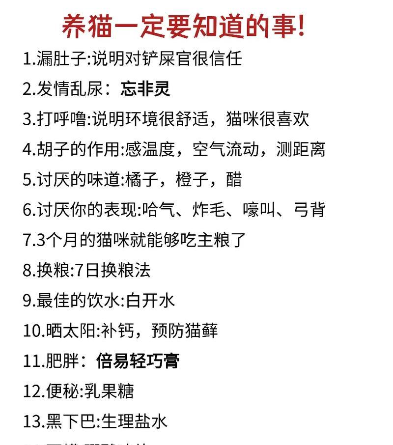 养猫须知（从饲养到健康，关键要点你必须掌握）