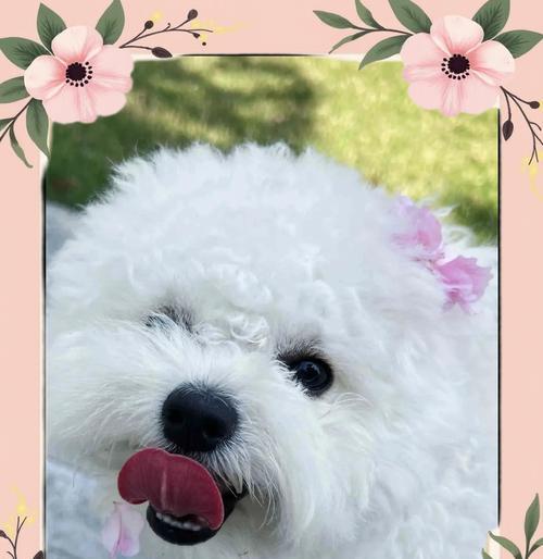 比熊犬的标准体重是多少斤？（如何处理比熊犬体重过轻的问题）