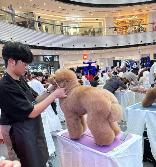 狗狗造型的艺术之美（展现狗狗个性与魅力的各类造型）