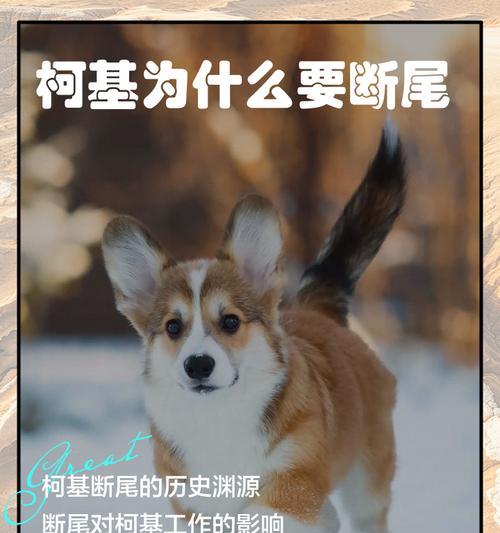 柯基价格跌破低价的原因及其影响（探究柯基价格下跌背后的原因，以及该现象对养犬人数的影响）