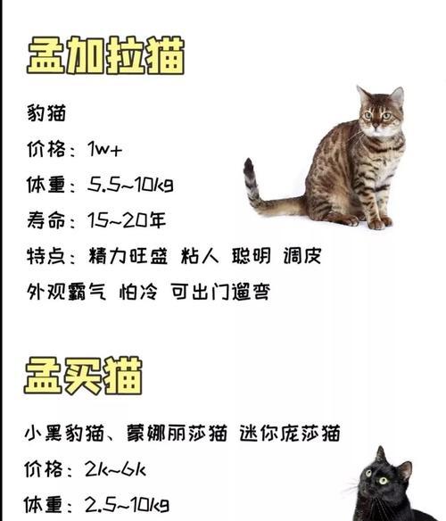 探寻猫咪世界（了解猫咪品种，从选择到购买的全攻略）