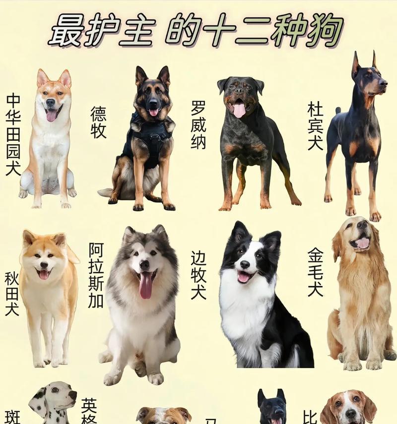 养狗新手必读！阿拉斯加犬的满分饲养指南（新手如何成为阿拉斯加犬的完美主人）