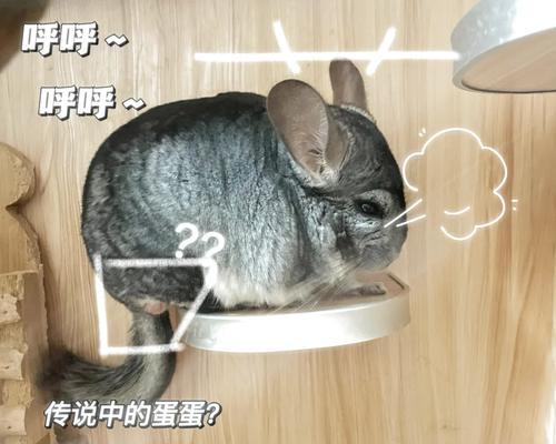 龙猫大便变硬的原因及处理方法（龙猫大便变硬的常见问题和解决方法）