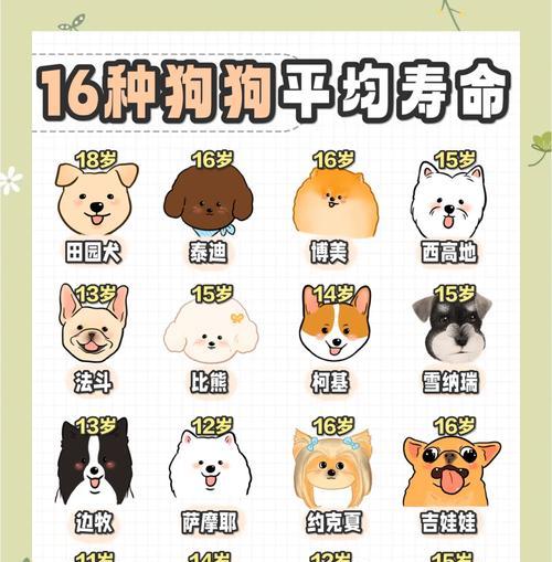 杯子狗的寿命与关键因素（揭秘杯子狗寿命之谜及影响寿命的关键因素）
