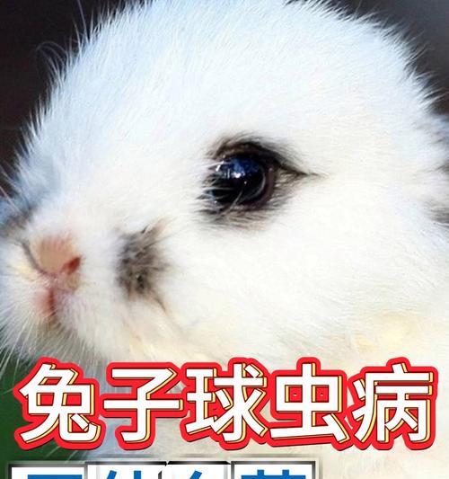 兔子球虫病的传播和存活时间研究（探究兔子球虫病在宿主兔体内的存活能力及传播方式）