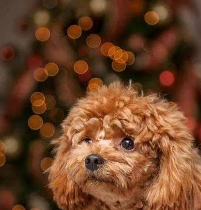 纯种泰迪与串串，谁更适合你？（挑选宠物犬的首要考虑因素和价格对比）