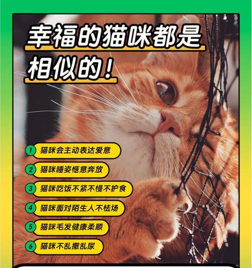 从小猫到大猫的成长奇迹（小猫何时变大猫？养成宠物猫咪的关键一步）
