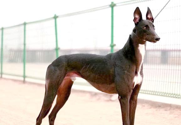 百科松狮犬（了解这个长相酷似大号玩具熊的狗狗）