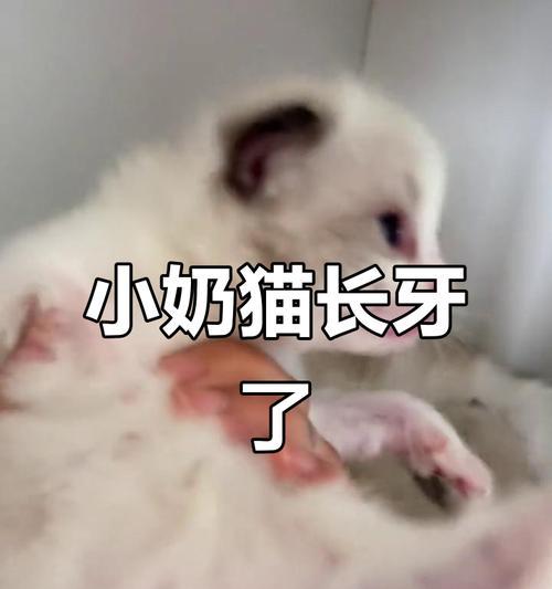 猫咪的牙齿生长周期（猫咪牙齿发育及注意事项）