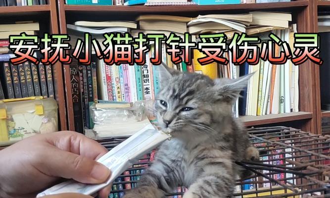 猫咪打疫苗的重要性（打针是猫咪健康的保证）
