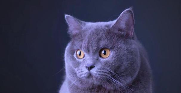美短猫与英短猫（探讨两种短毛猫的特点与优劣）