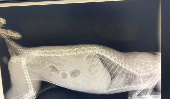 揭开猫腹水“绝症”的真相（了解猫腹水的发病原因与治疗方法）