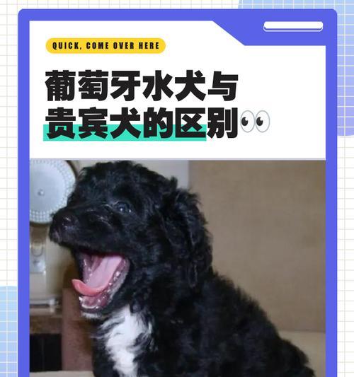 贵宾狗的例假周期及特征分析（了解贵宾狗的例假周期，更好地照顾它们的健康）