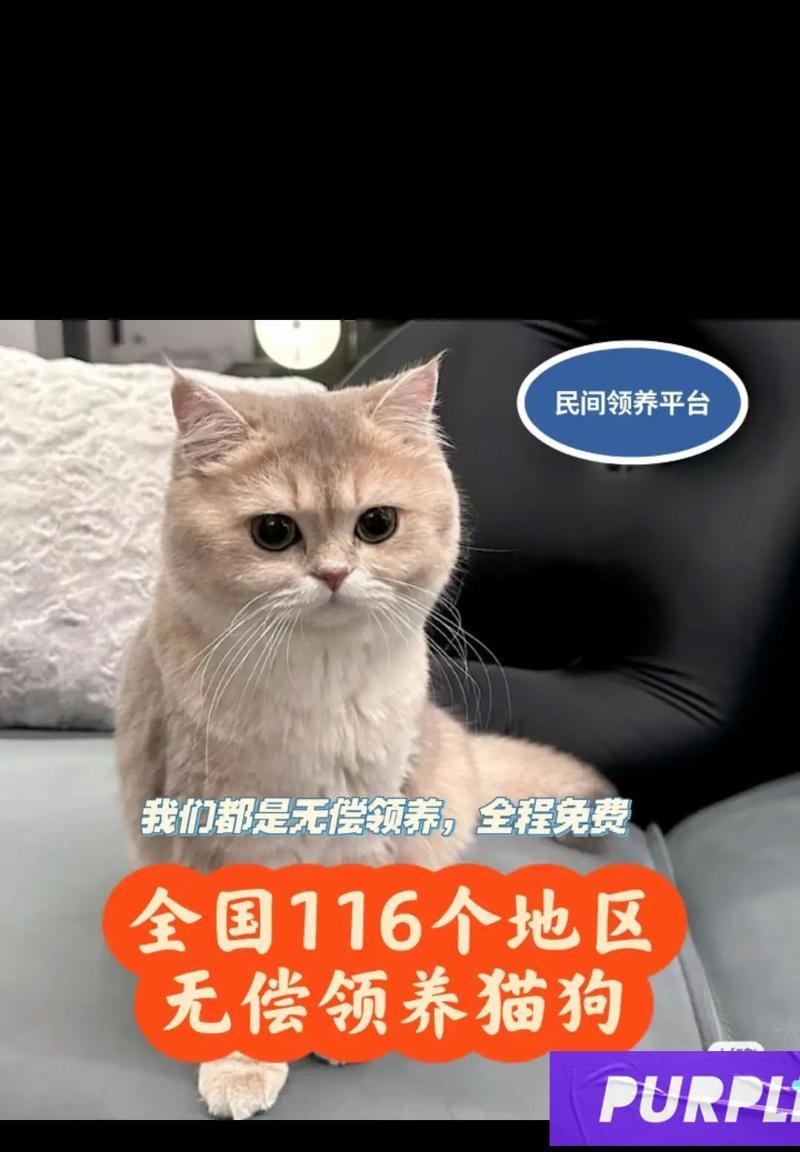 网上领养猫的平台有哪些？（探索多种网站帮助你找到心仪的毛茸伙伴）