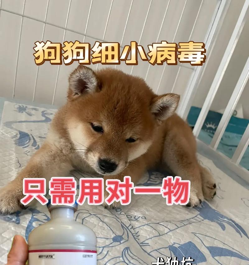 易患犬细小的狗狗品种（了解这些狗狗品种，预防犬细小的风险）