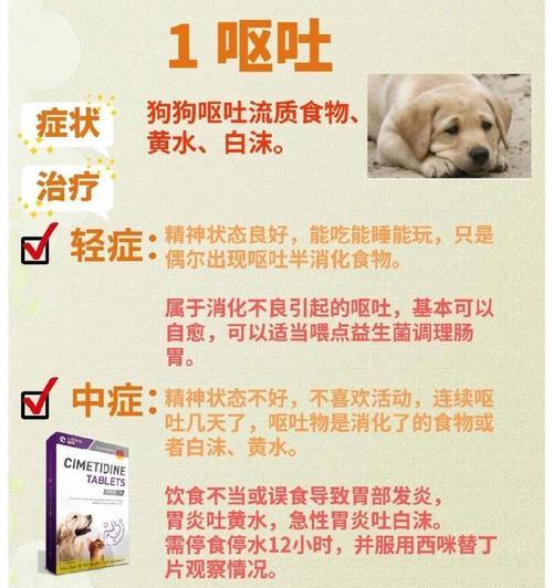 小狗能禁食多久？（了解小狗禁食的重要性和时限）
