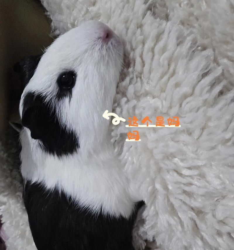 荷兰猪妈妈生完宝宝多久交配？（繁殖期、交配时间和注意事项详解）