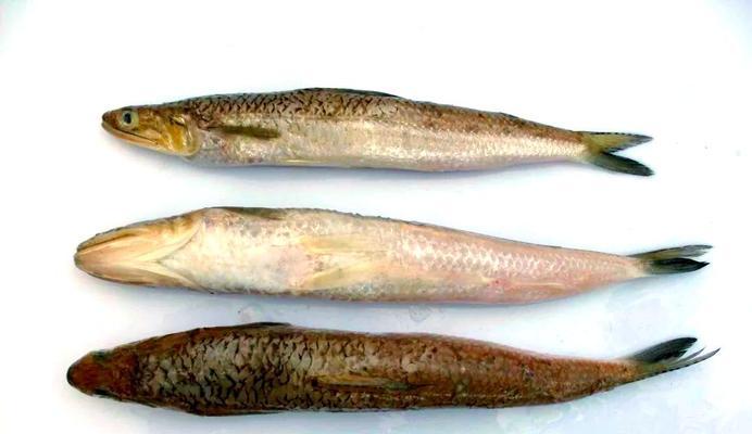 狗能否吃鱼类食物？（探究狗狗饮食中适宜的鱼类选择）