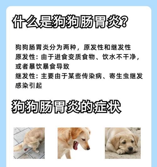 狗肠炎康复进食周期揭秘（狗肠炎康复进食时间、注意事项和调理方法一览）
