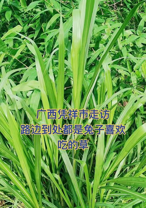 兔子喜欢吃的草有哪些？（探秘兔子的饮食习惯和营养需求）