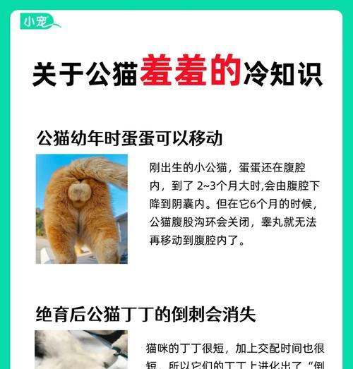 猫咪交配的秘密（探索猫咪交配的奥秘，学习正确的猫咪繁殖知识）