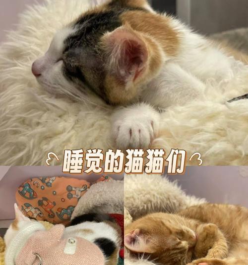 如何解决猫猫晚上总叫影响睡眠的问题（常见的解决方式与技巧分享）