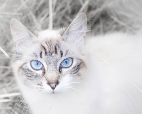 探索中国长毛猫的多样品种（了解中国长毛猫品种的特点与魅力）