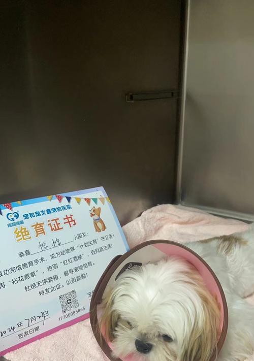 老年狗狗的绝育手术恢复时间究竟需要多久？（探究老年狗狗绝育手术的康复时间和注意事项）