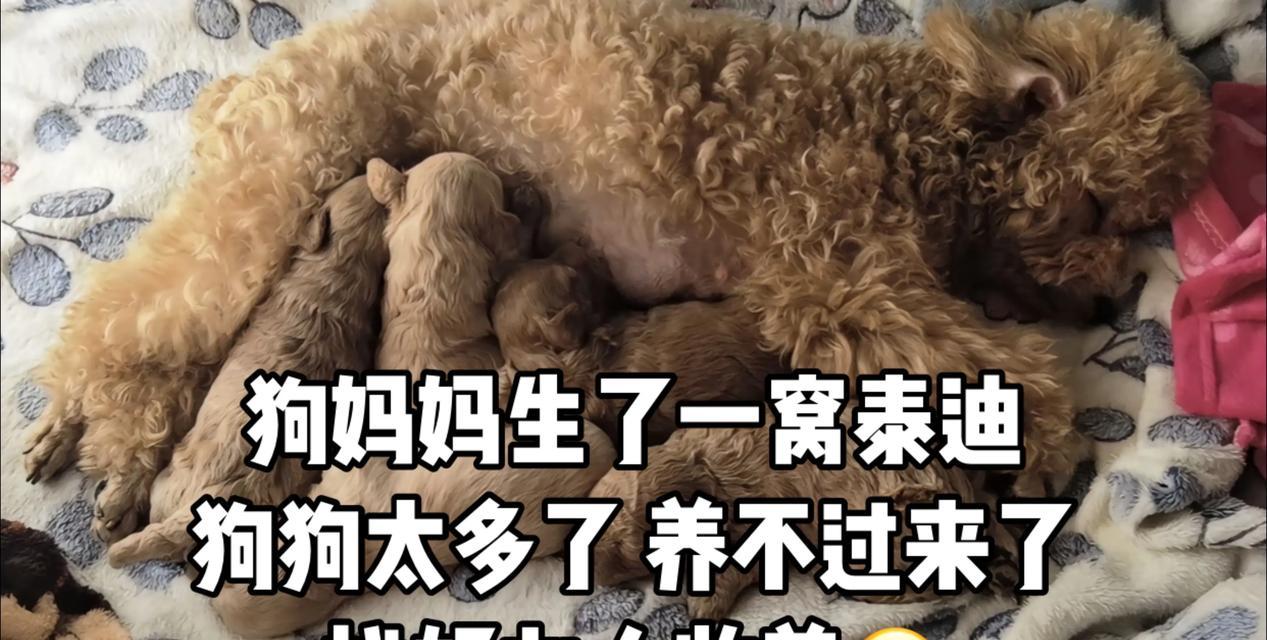 泰迪母狗的繁殖周期（了解泰迪母狗的生育规律与护理方法）