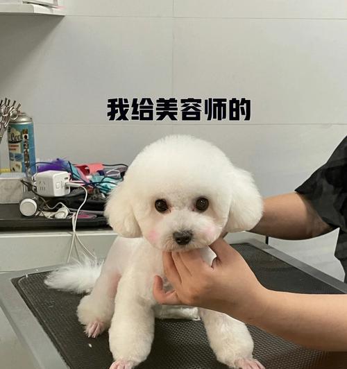 比熊美容的注意事项（保持比熊宠物的健康和美丽，关注以下关键事项）
