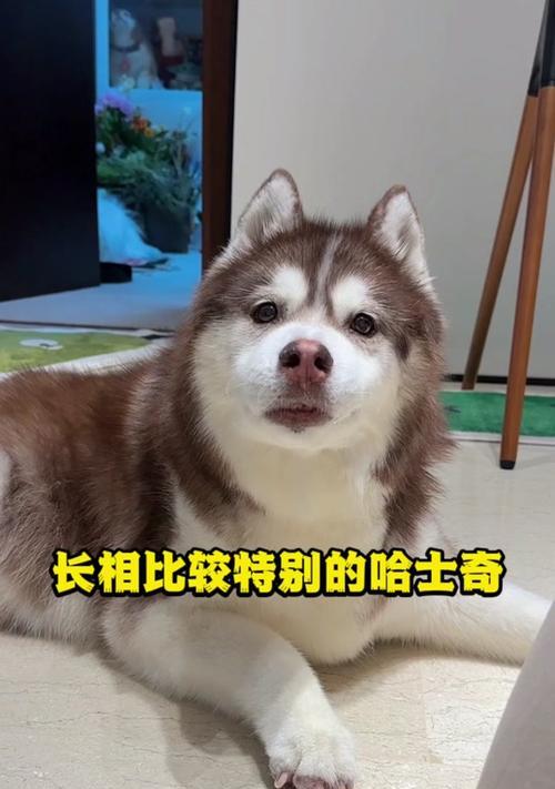 哈士奇犬养多久认主人？（探索哈士奇犬与主人建立亲密关系的时间及关键因素）
