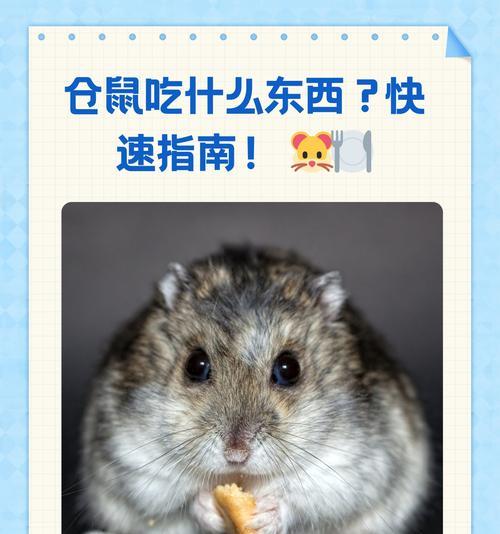 仓鼠喜欢吃的谷物有哪些？（了解仓鼠的主要食物选择及其营养需求）