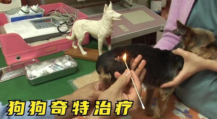狗狗骨盆骨折的康复时间及恢复方法（了解狗狗骨盆骨折的康复过程与注意事项）
