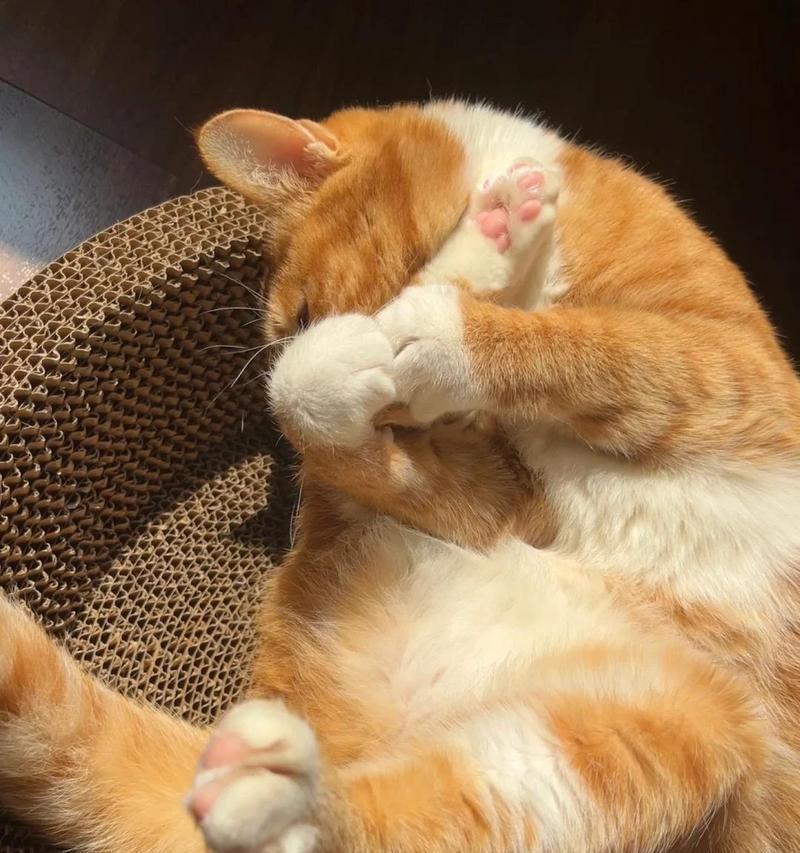 小猫为何在出生初期会频繁流口水？（解析小猫出生初期的流口水现象及其原因）