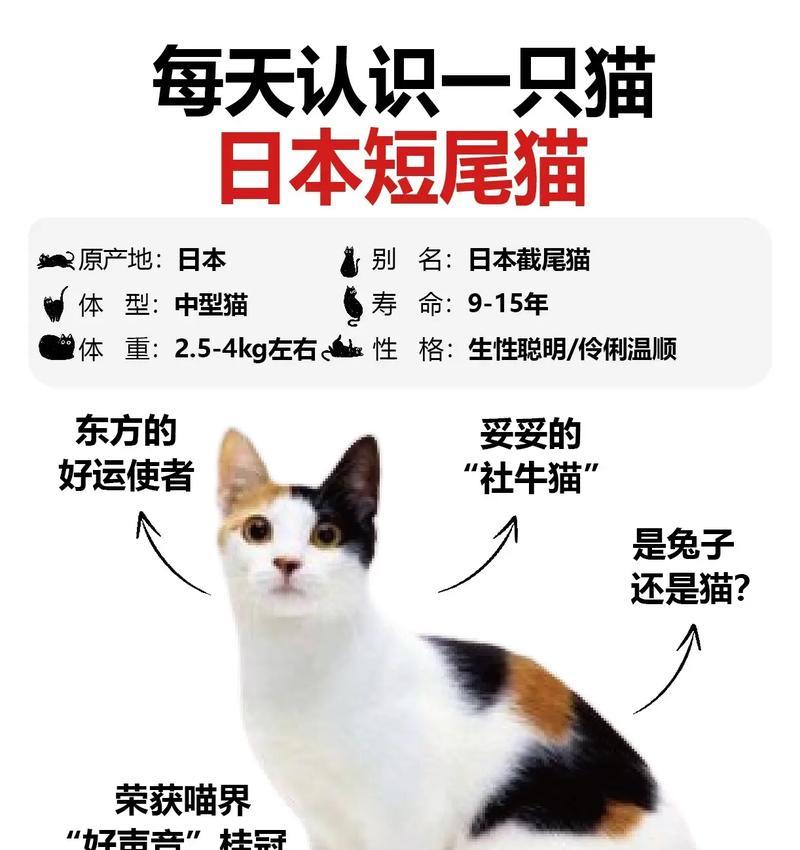 探索世界各地的短毛猫品种（揭开短毛猫之谜，了解它们的独特魅力）