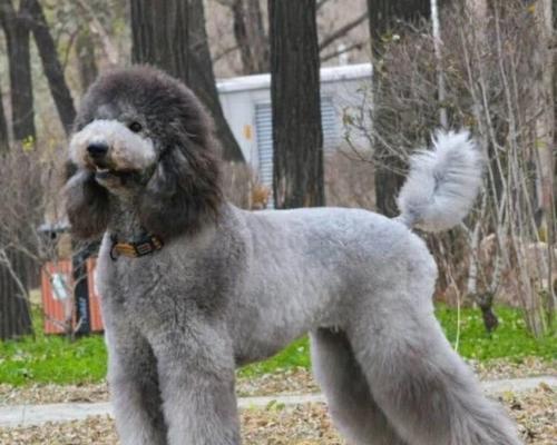 探寻巨型贵宾犬稀缺的原因（优点多+性格好，为何少有人养？）