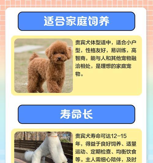 贵宾犬的体型成长周期（探秘贵宾犬体型发育规律与关键因素）